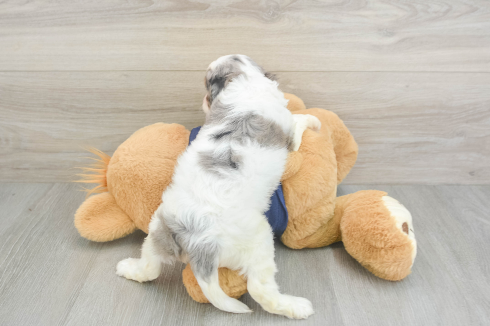 Friendly Cavapoo Baby