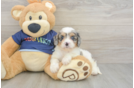 Cavapoo Pup Being Cute