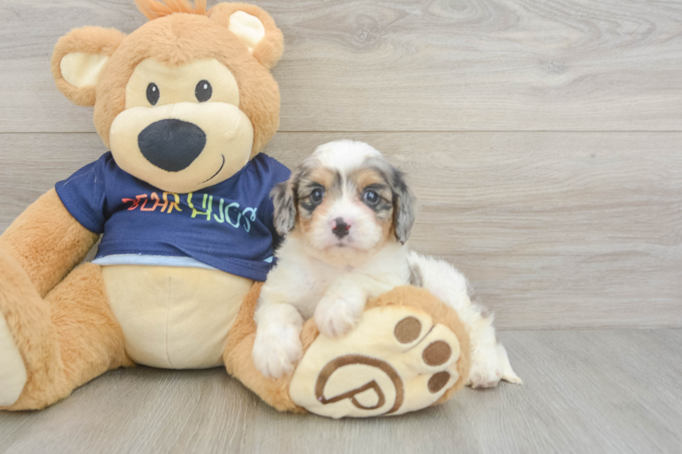 Cavapoo Pup Being Cute