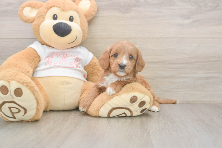 Smart Cavapoo Poodle Mix Pup