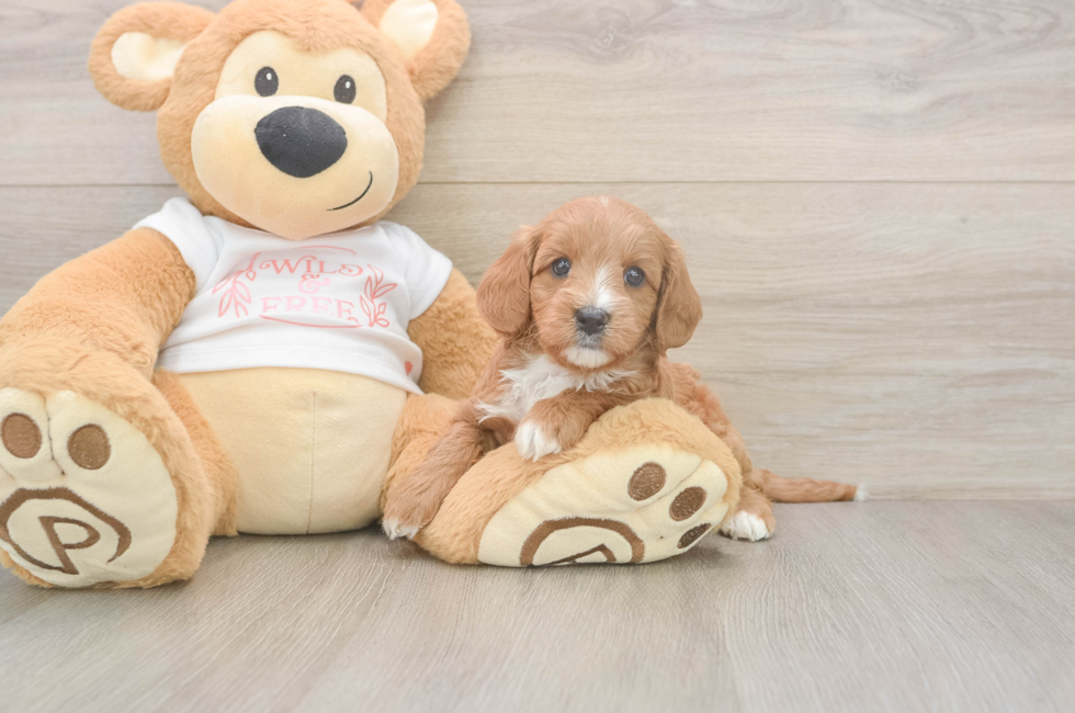 5 week old Cavapoo Puppy For Sale - Premier Pups