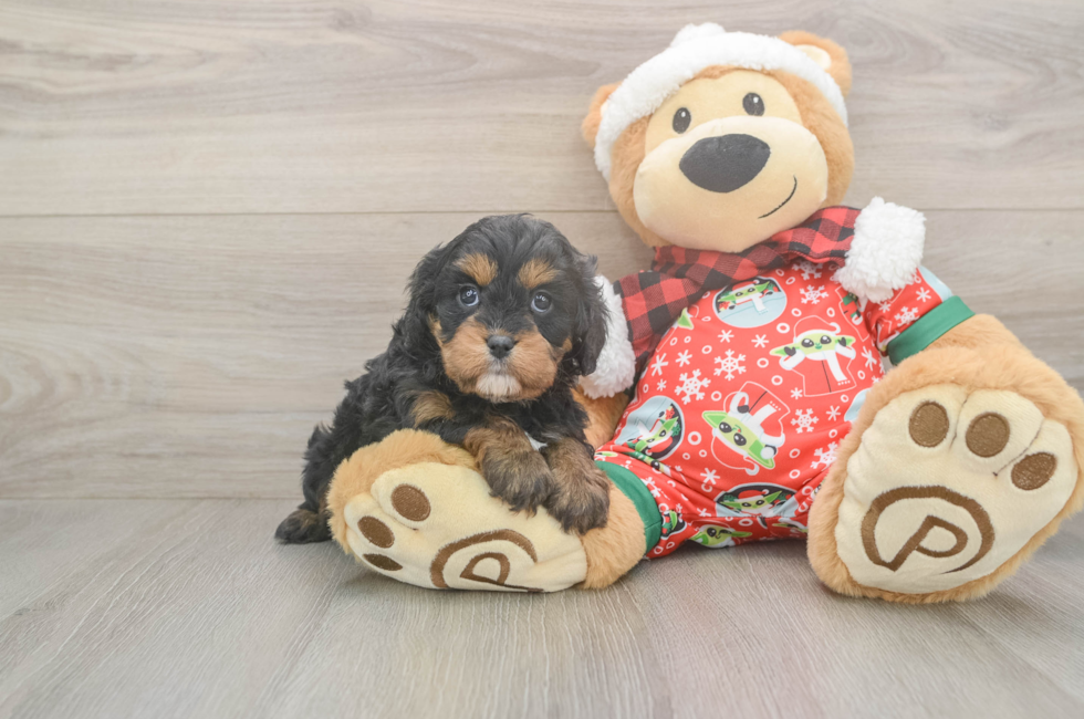 5 week old Cavapoo Puppy For Sale - Premier Pups