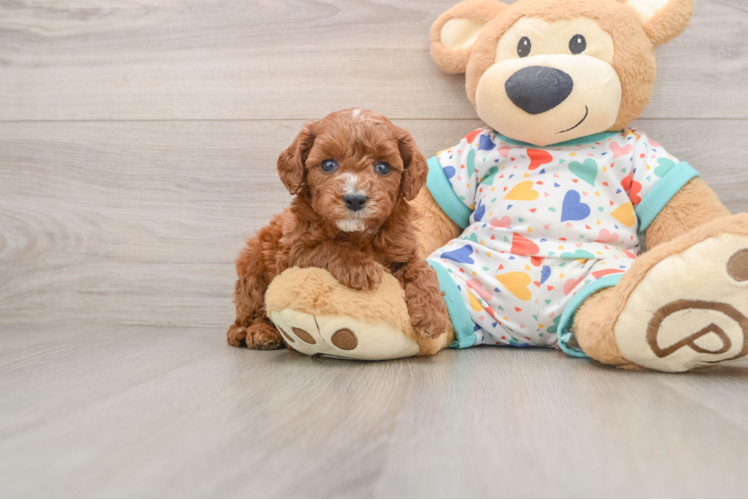 Best Cavapoo Baby