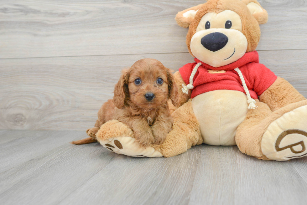 Best Cavapoo Baby