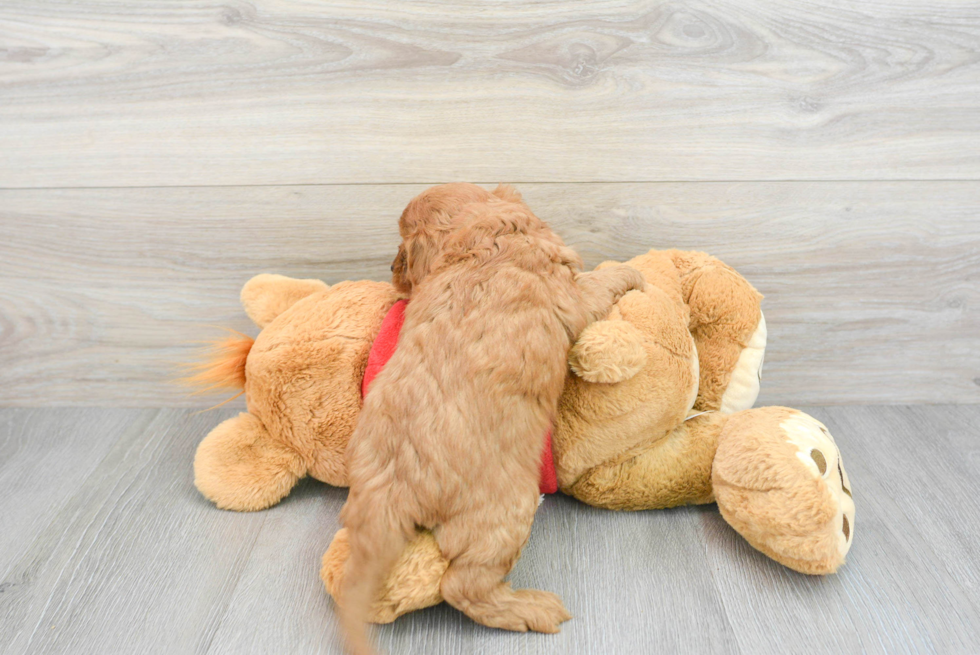 Little Cavoodle Poodle Mix Puppy