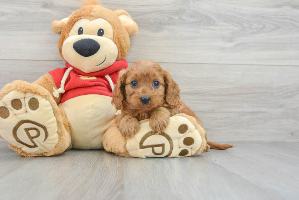 Hypoallergenic Cavoodle Poodle Mix Puppy