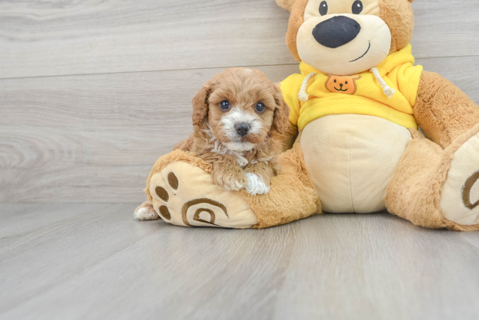 Smart Cavapoo Poodle Mix Pup