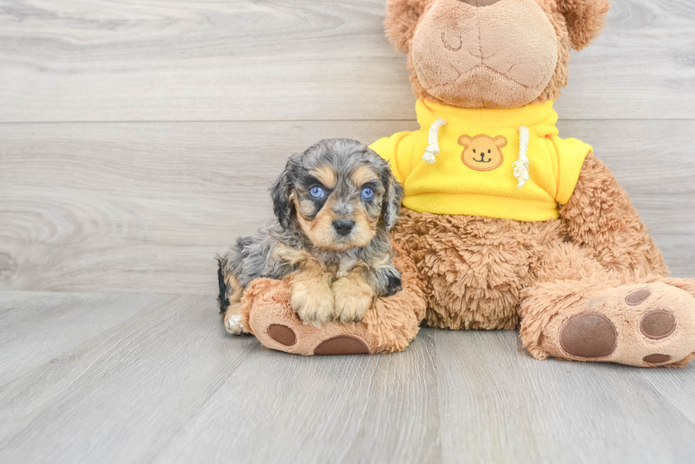 Cavapoo Pup Being Cute