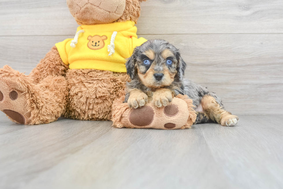 Energetic Cavoodle Poodle Mix Puppy