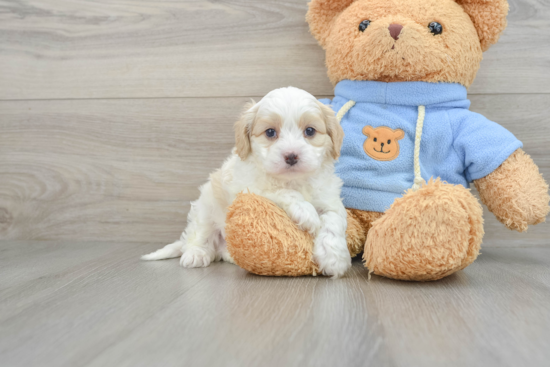 Cute Cavapoo Baby