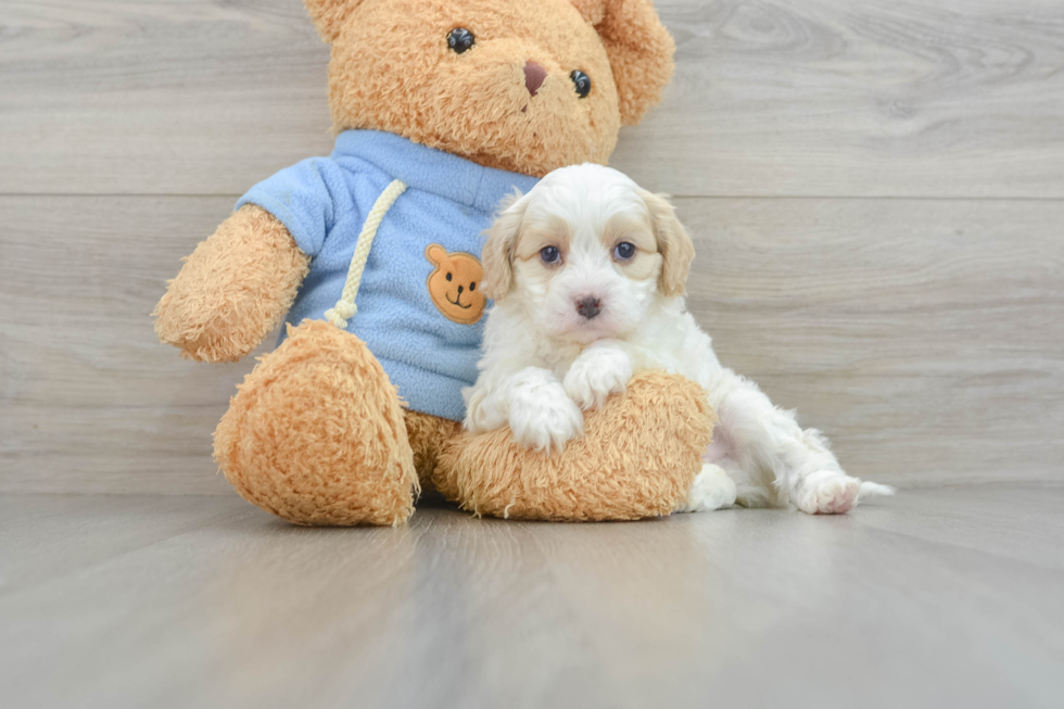 Happy Cavapoo Baby