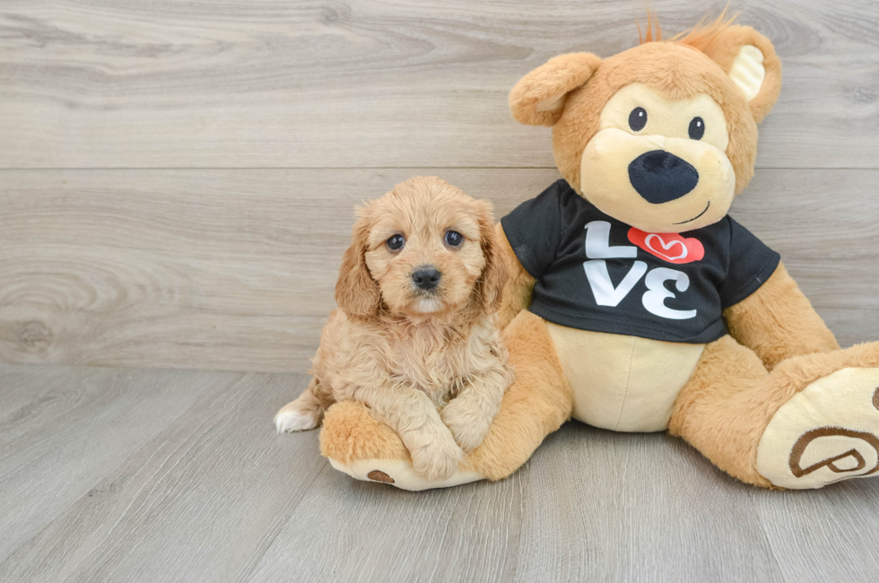 5 week old Cavapoo Puppy For Sale - Premier Pups