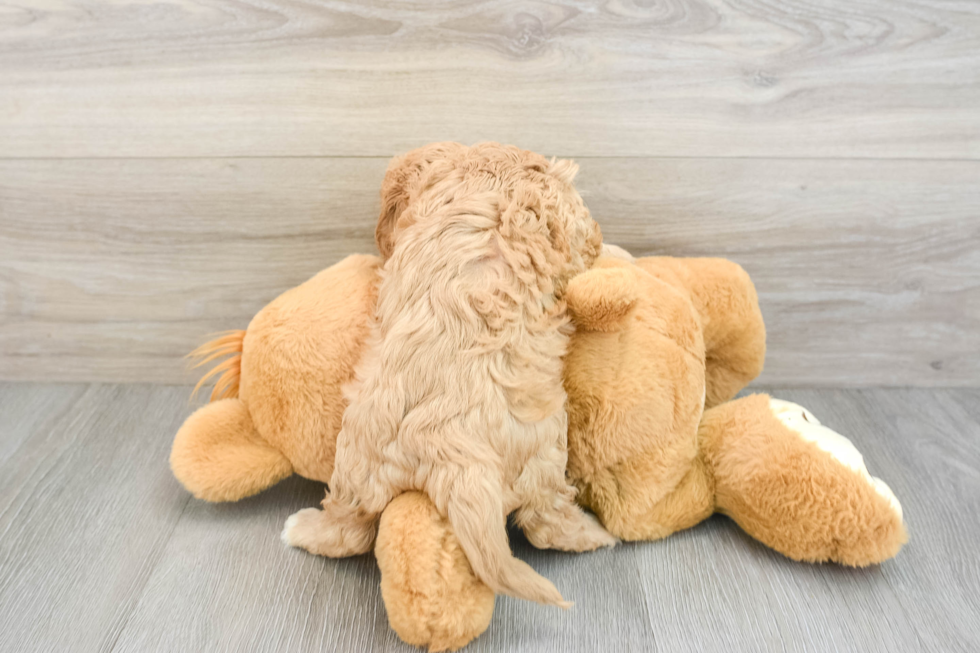 Popular Cavapoo Poodle Mix Pup