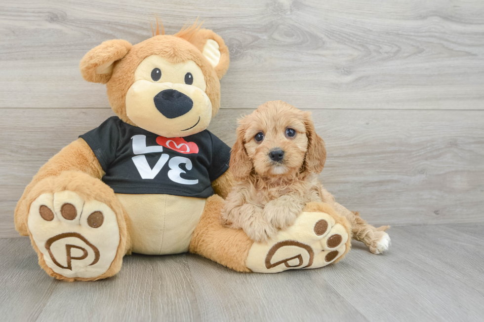 Cavapoo Puppy for Adoption