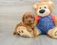 8 week old Cavapoo Puppy For Sale - Premier Pups