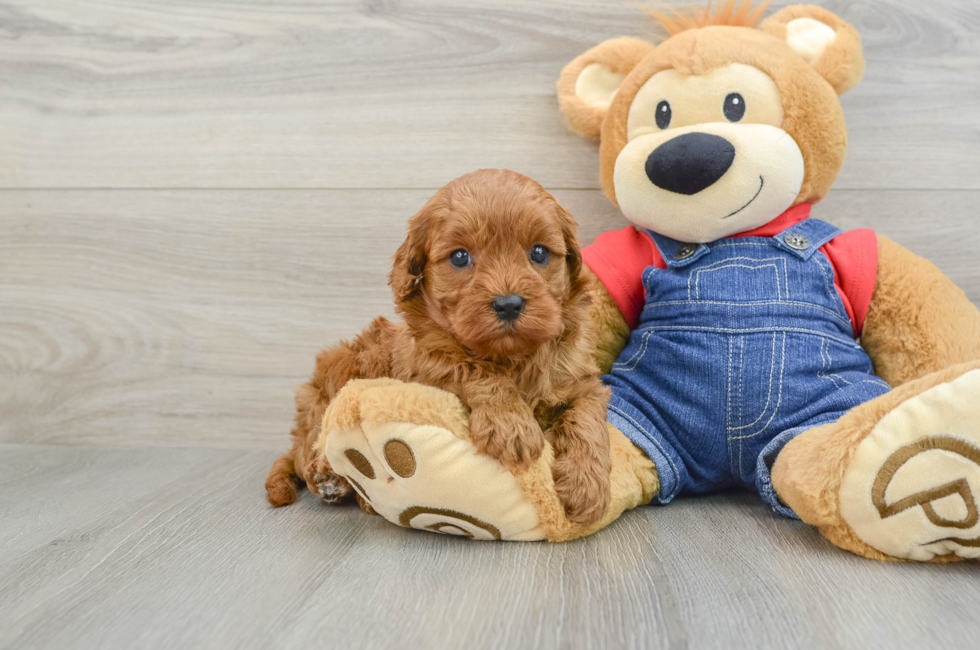 5 week old Cavapoo Puppy For Sale - Premier Pups