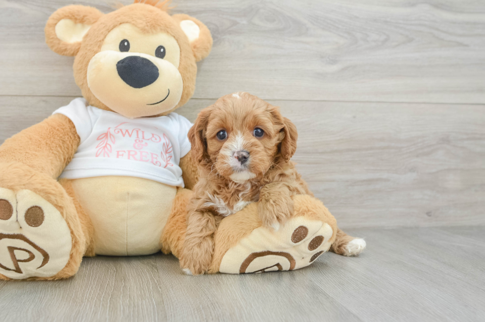 7 week old Cavapoo Puppy For Sale - Premier Pups