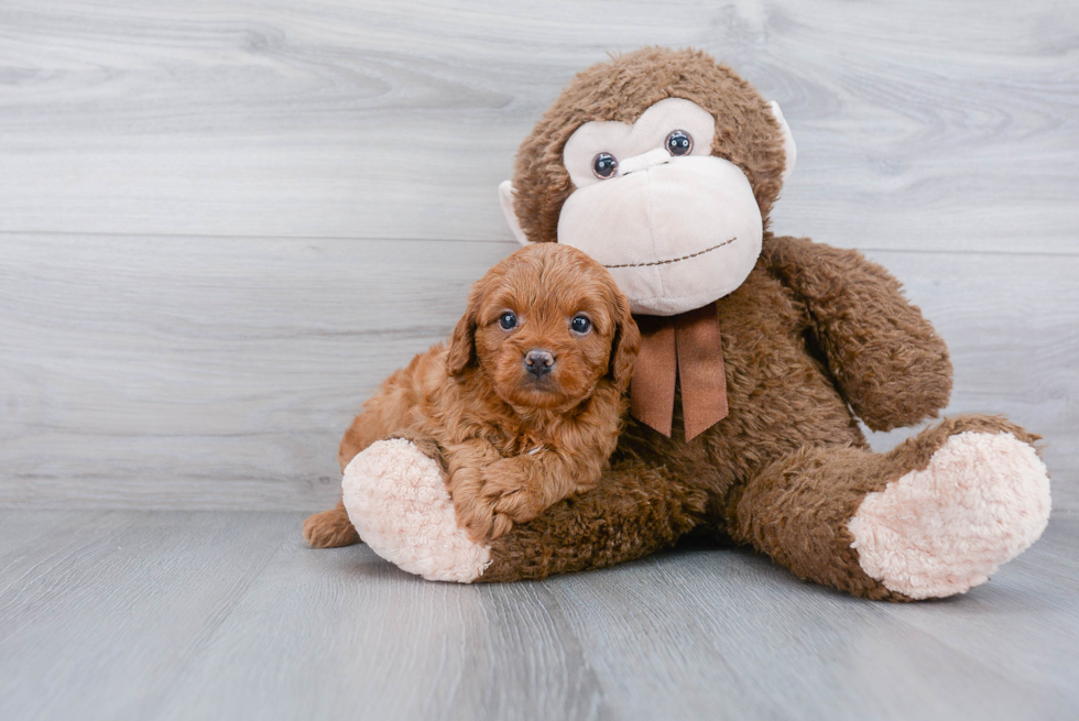 Funny Cavapoo Poodle Mix Pup