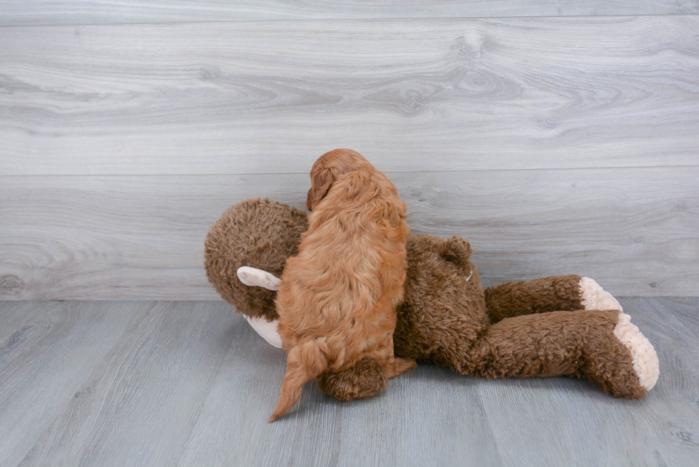 Friendly Cavapoo Baby