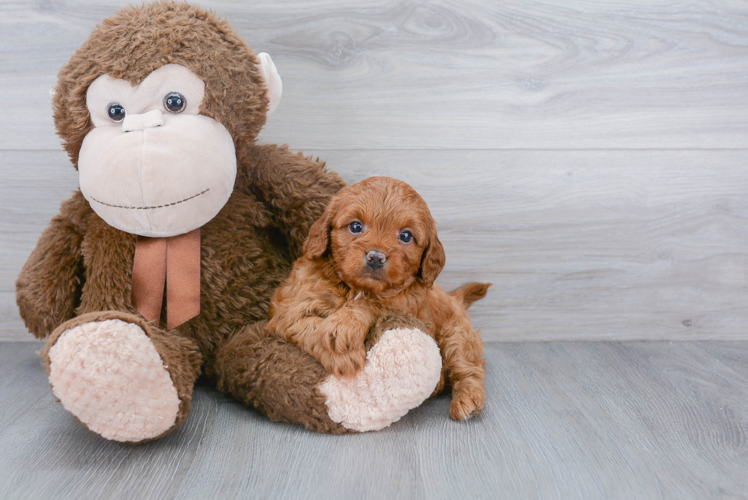 Small Cavapoo Baby