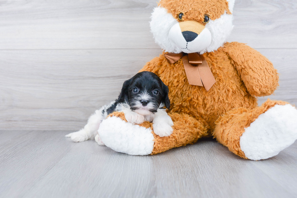 Friendly Cavapoo Baby