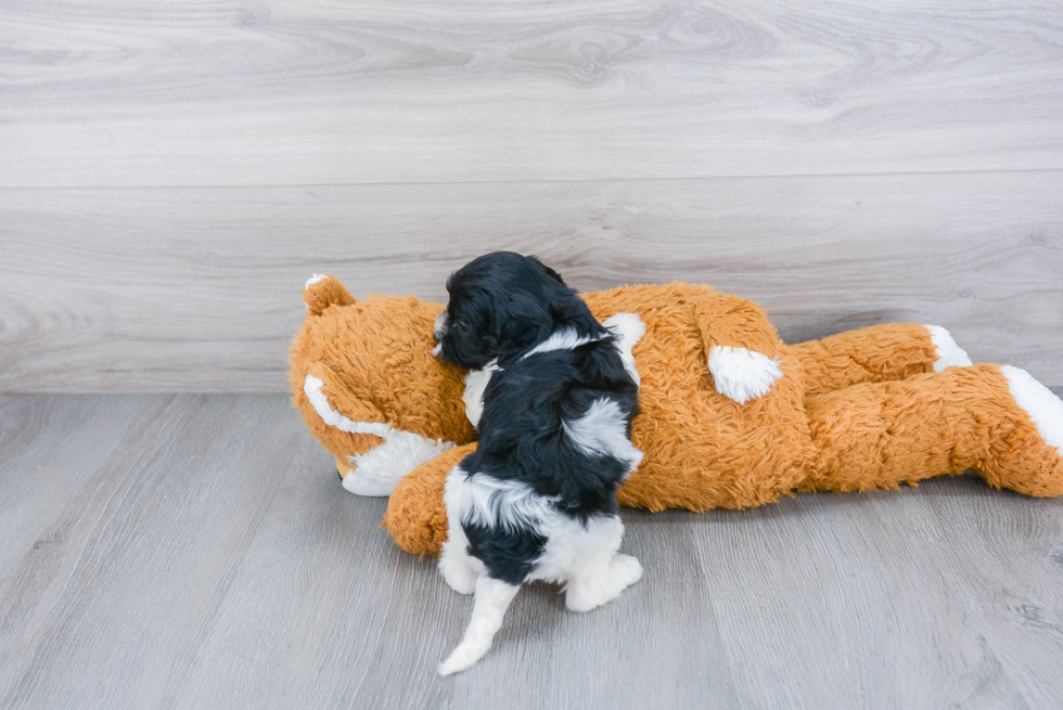 Best Cavapoo Baby