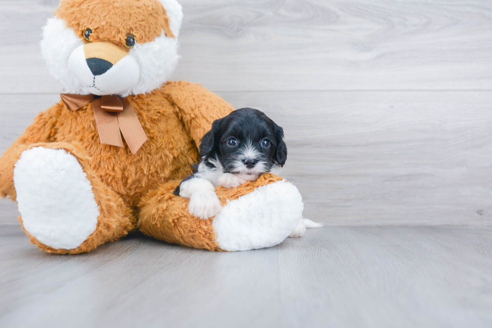 Fluffy Cavapoo Poodle Mix Pup