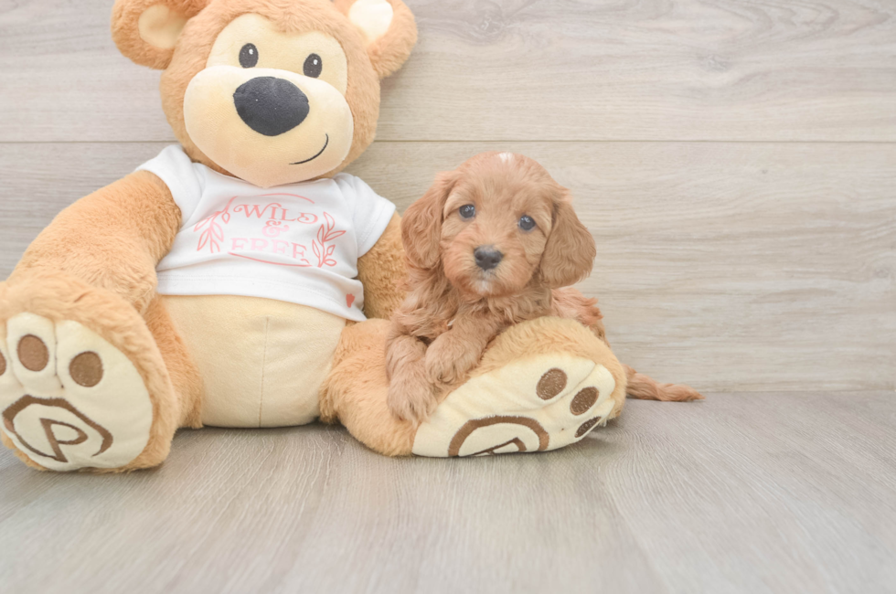 5 week old Cavapoo Puppy For Sale - Premier Pups