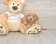 6 week old Cavapoo Puppy For Sale - Premier Pups 6 week old Cavapoo Puppy For Sale - Premier Pups