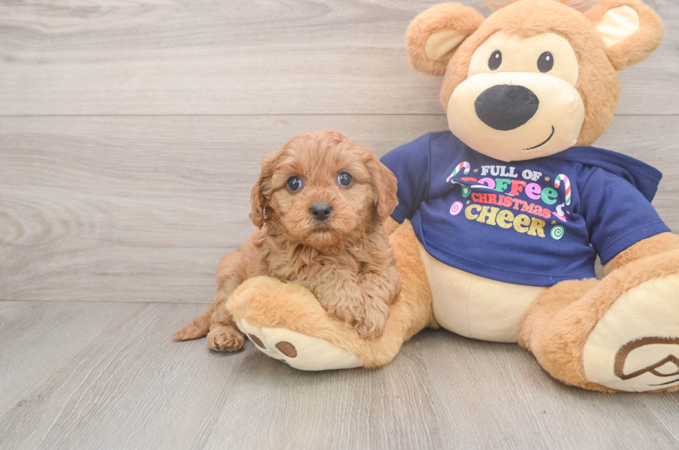 5 week old Cavapoo Puppy For Sale - Premier Pups