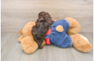 Adorable Cavalier King Charles Spaniel and Poodle Mix Poodle Mix Puppy