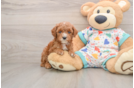 Cavapoo Pup Being Cute