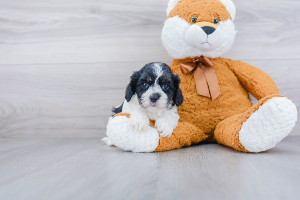 Cavapoo Puppy for Adoption