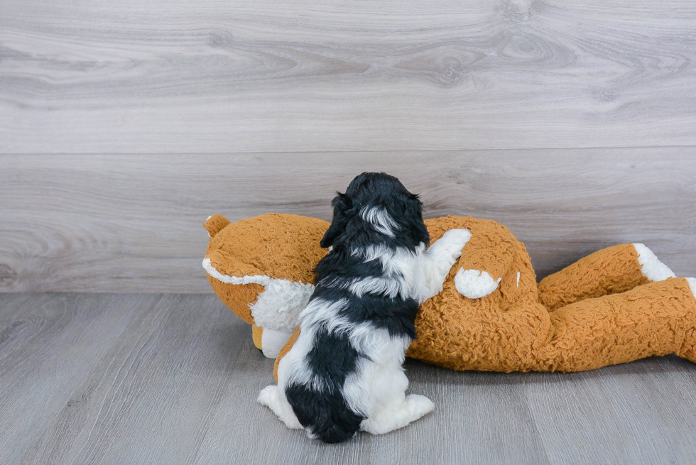 Cute Cavapoo Baby