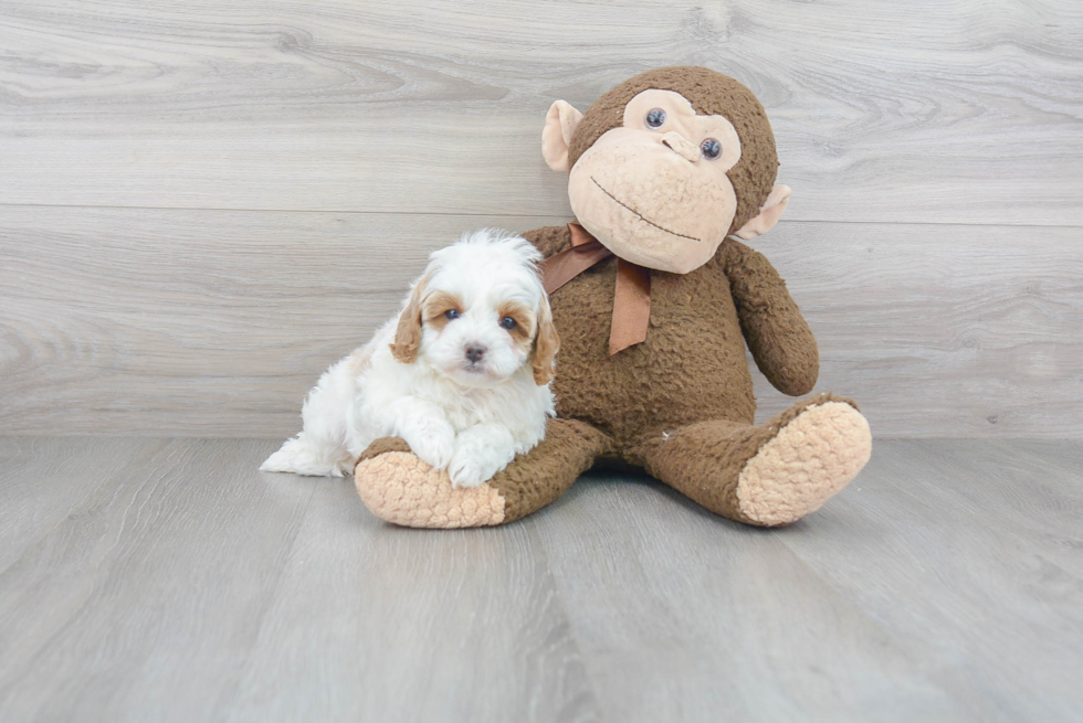 Adorable Cavoodle Poodle Mix Puppy