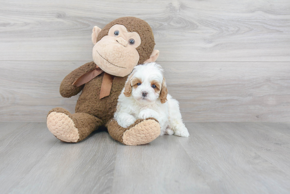 Playful Cavoodle Poodle Mix Puppy