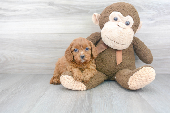 Sweet Cavapoo Baby