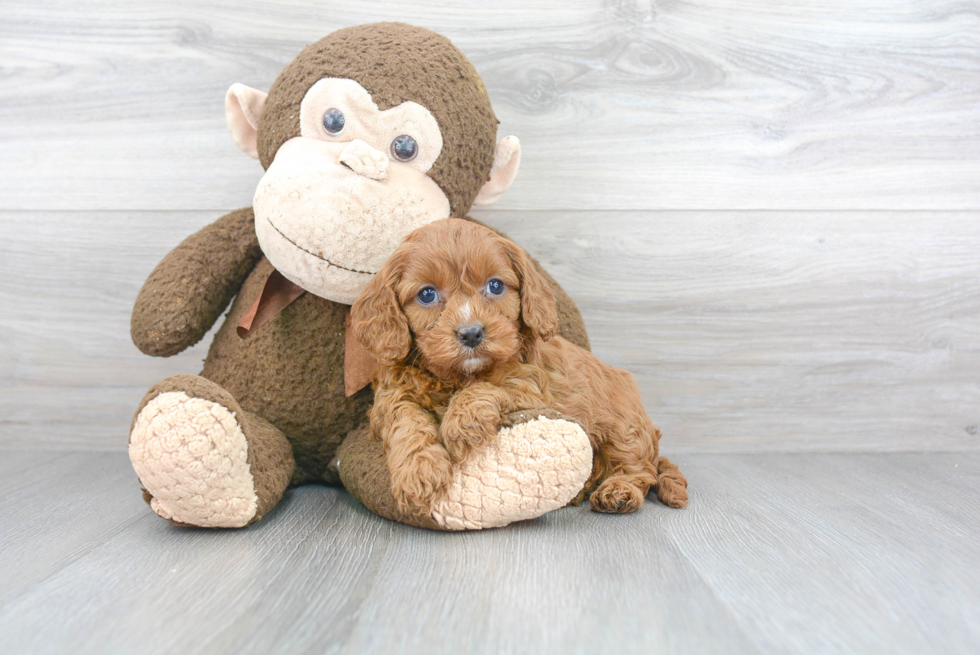 Smart Cavapoo Poodle Mix Pup