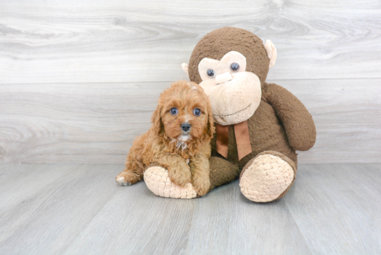 Cavapoo Puppy for Adoption