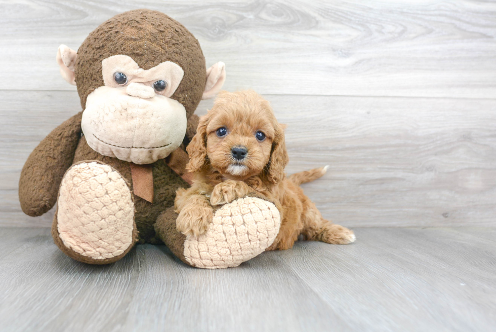 Energetic Cavoodle Poodle Mix Puppy