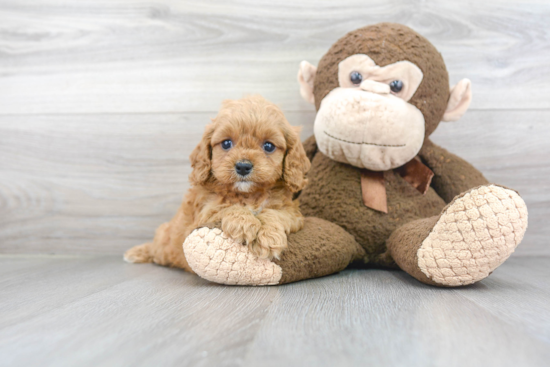 Best Cavapoo Baby