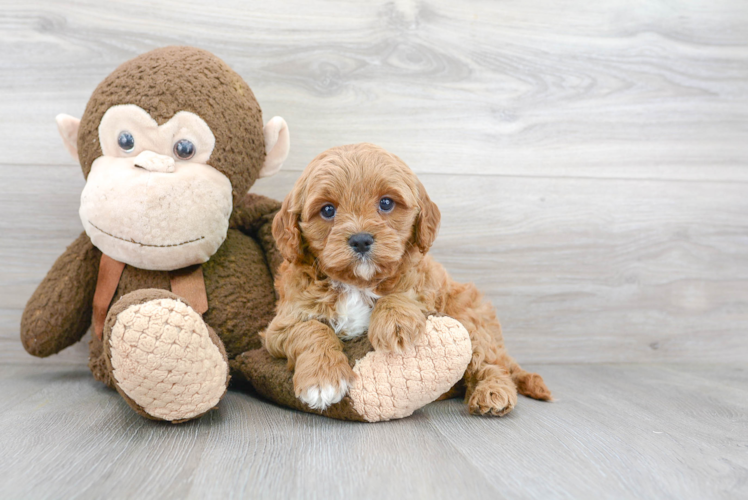 Energetic Cavoodle Poodle Mix Puppy