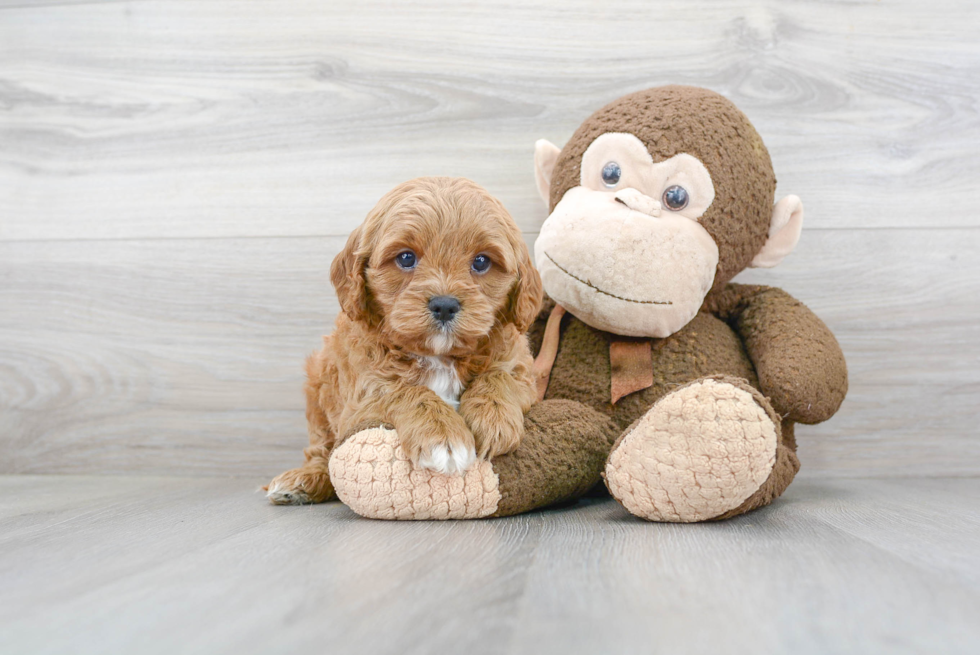 Cavapoo Puppy for Adoption