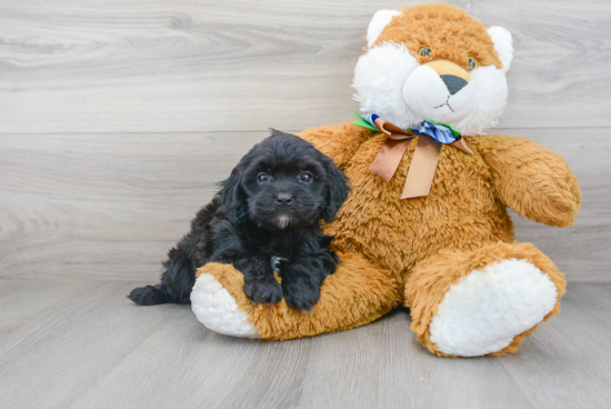 Best Cavapoo Baby