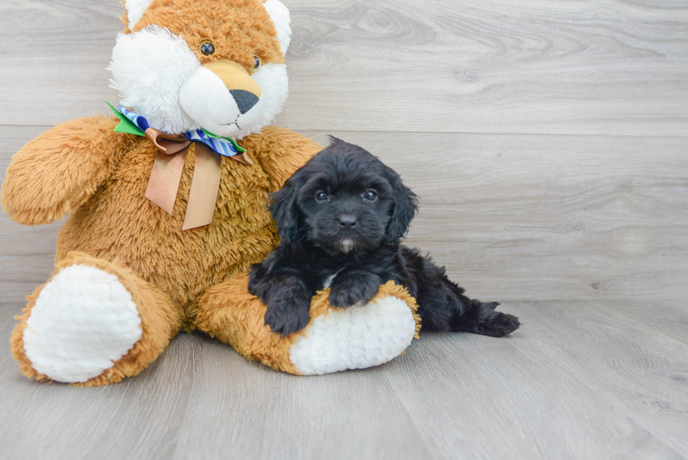 Cavapoo Pup Being Cute