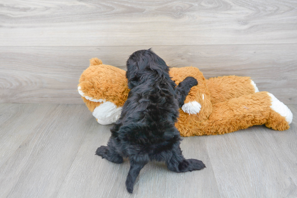 Hypoallergenic Cavoodle Poodle Mix Puppy