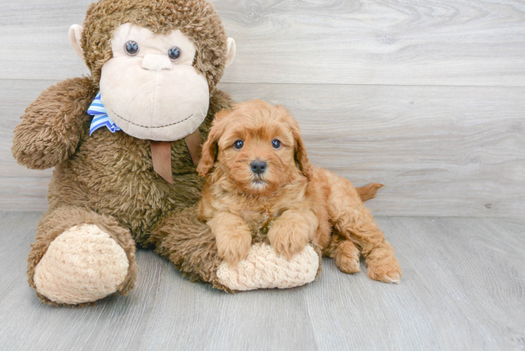 Playful Cavoodle Poodle Mix Puppy