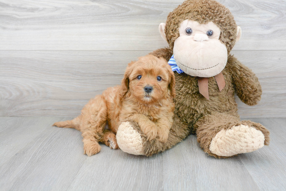 Little Cavoodle Poodle Mix Puppy