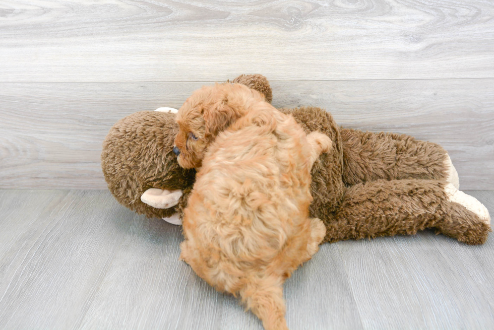 Petite Cavapoo Poodle Mix Pup