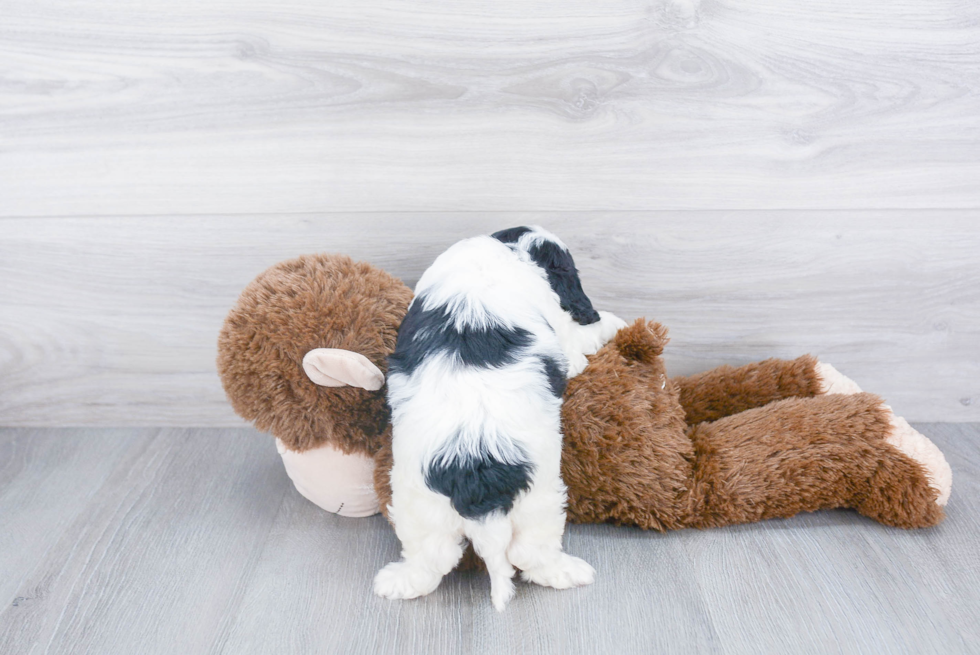 Sweet Cavapoo Baby